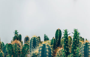 cacti