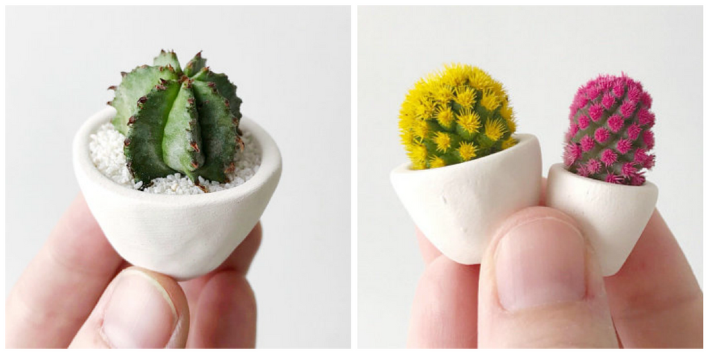 Mini Cactus