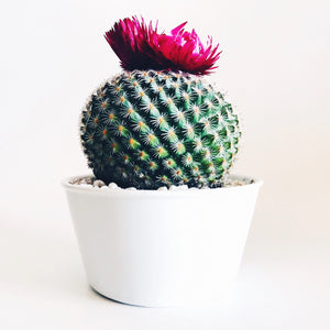 Nina - The Round Cactus